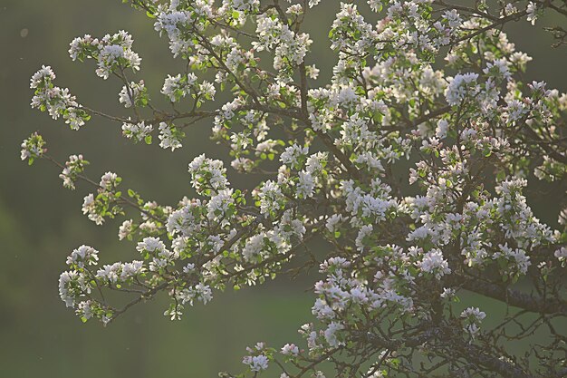 fond abstrait de fleurs de pommier, arrière-plan flou de printemps, branches avec fleurs