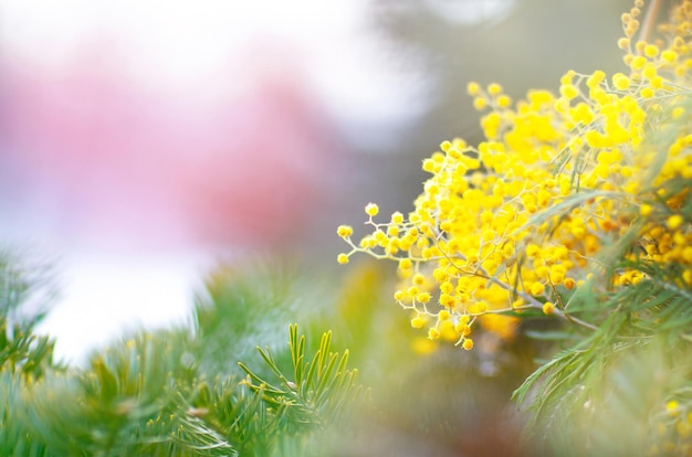 fond abstrait flou avec des branches de mimosa et de sapin