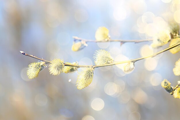 fond abstrait de jour ensoleillé dans la forêt de printemps, branches avec bourgeons et jeunes feuilles au soleil