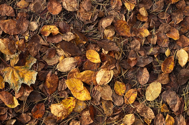 Fond abstrait naturel - feuilles jaunes et brunes au sol.