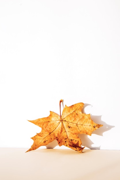 Fond abstrait de studio d'automne avec des feuilles d'érable et des ombres sur le mur