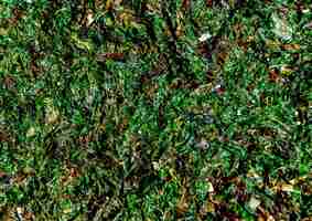 Photo fond d'algues vertes fraîches échouées sur le bord de la mer.