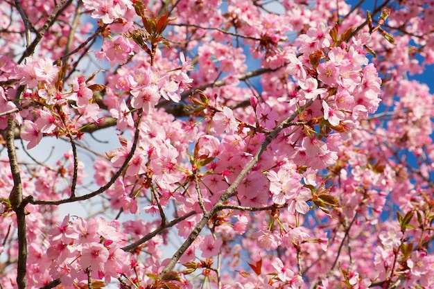 fond d'un amandier en fleurs