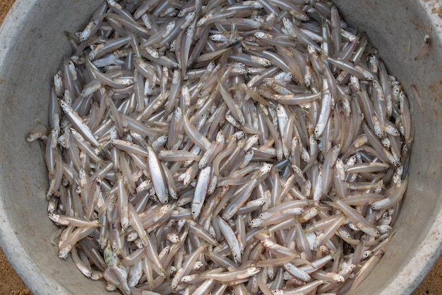 Fond d'anchois de poisson dans le magasin du marché des pêcheurs Tas de petits petits poissons à vendre