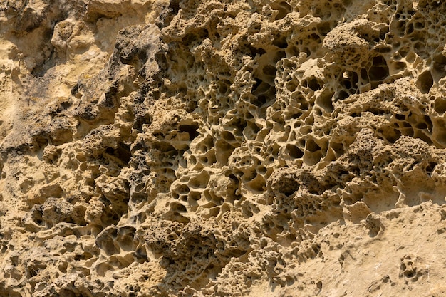 Fond des anciens coquillages d'huîtres fossiles oursins et éponges sous la forme d'une texture de motif naturel fond calcaire altéré