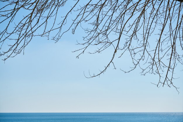 Fond d&#39;arbre et ciel