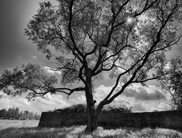 Fond d'arbre dramatique noir et blanc horizontal