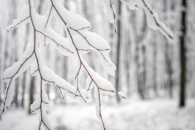 Fond d'arbre d'hiver