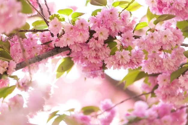 Fond d'arbre Sakura avec branches fleuries rose soleil et boke