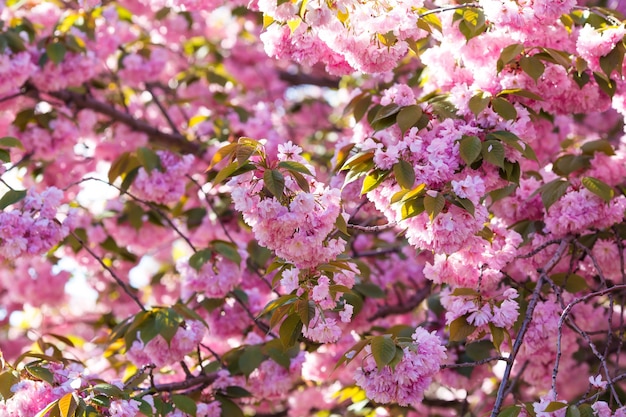 Fond d'arbre Sakura avec des branches fleuries rose soleil