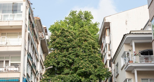 Fond d'arbre unique entre les maisons