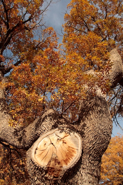 Fond d'arbre