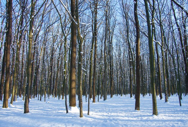 Fond d'arbres couverts de neige d'hiver