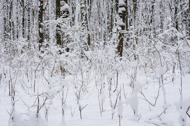 Fond d'arbres couverts de neige d'hiver