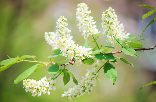 Fond d&#39;arbres en fleurs de cerisier. Fleurs. Mise au point sélective.