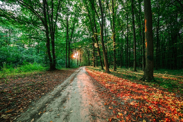 Fond d'arbres forestiers avec la lumière du soleil