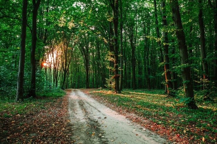 Photo fond d'arbres forestiers avec la lumière du soleil