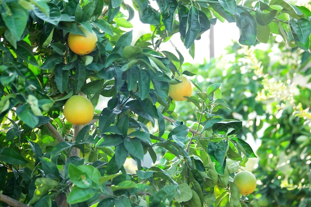 Fond d'arbres fruitiers.