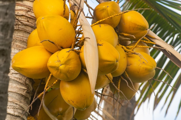 Fond D'arbres Tropicaux Palmiers Tropicaux Cocotiers Avec Noix De Coco