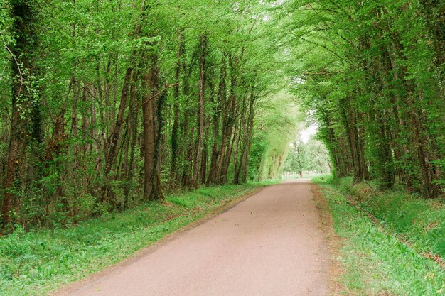 fond d'arbres verts de la nature