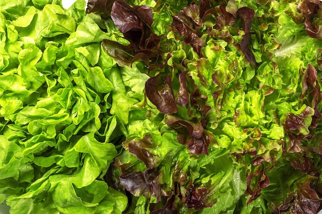 Fond d'assortiment de laitue sur fond coloré. Concept de cuisine végétalienne