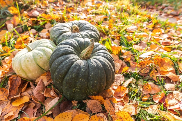 Fond d'automne automne automne citrouilles sur feuilles d'automne séchées jardin fond extérieur octobre sept