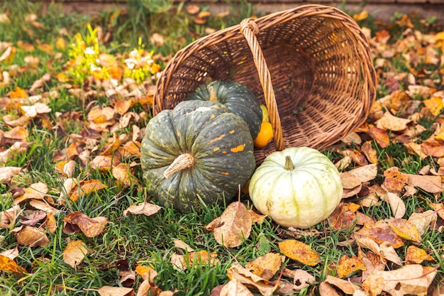 Fond d'automne automne citrouilles d'automne dans le panier sur les feuilles d'automne séchées jardin piscine octobre septe