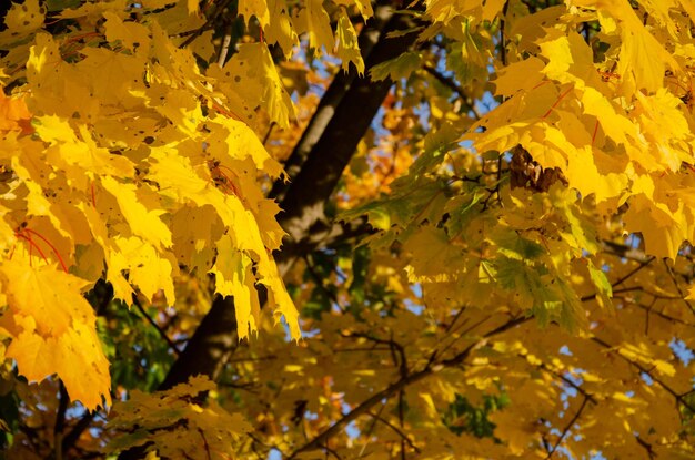 Fond d'automne automne feuilles jaunes sur les arbres feuilles d'érable en automne pour la conception de collage