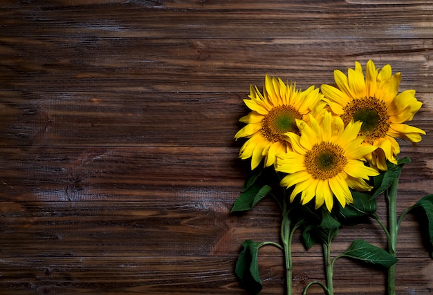 Fond d&#39;automne aux tournesols