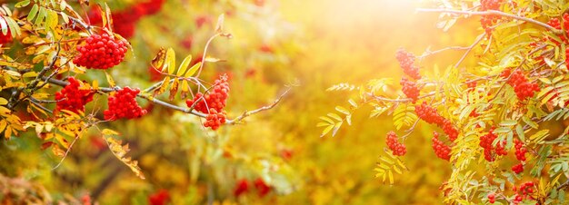 Fond d'automne baies rouges mûres de rowan sur un arbre par temps ensoleillé dans des couleurs pastel chaudes