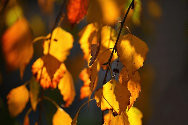 Fond d'automne Belles feuilles colorées d'un arbre Temps d'automne dans la nature