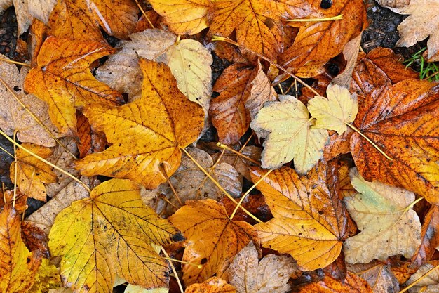 Fond d'automne Belles feuilles colorées d'un arbre Temps d'automne dans la nature