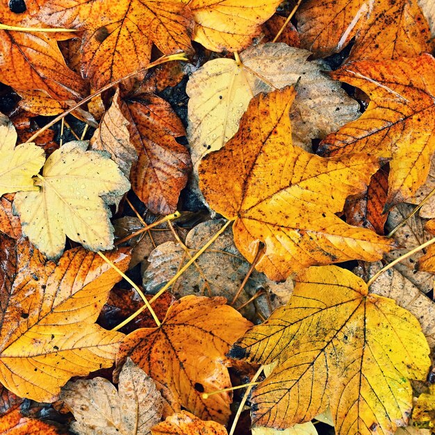 Fond d'automne Belles feuilles colorées d'un arbre Temps d'automne dans la nature