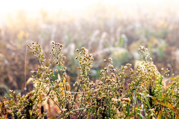 Fond d'automne avec des bosquets d'herbe et de mauvaises herbes par temps ensoleillé