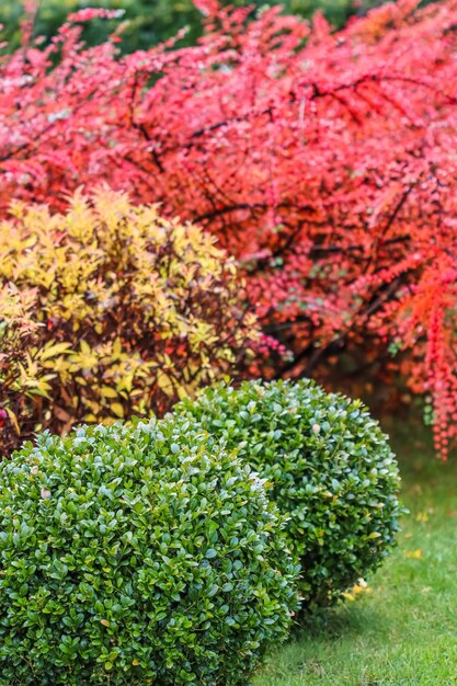 Fond d'automne coloré Conception de jardin paysager avec des arbustes rouges et jaunes et des buis en forme