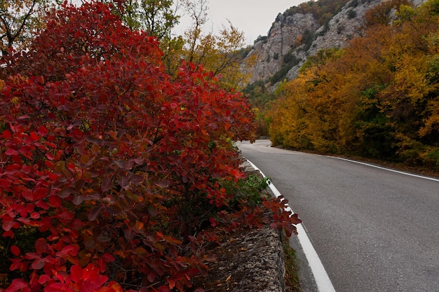 Fond d'automne. Cotinus coggygria rouge pousse le long de la route. Le concept des voyages d'automne