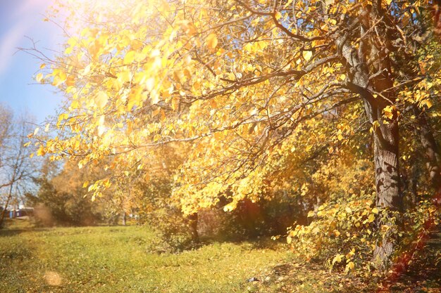 Fond d'automne dans le parc