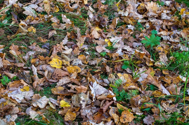 Fond d'automne de différents types de feuilles de bois tombées avec mise au point sélective