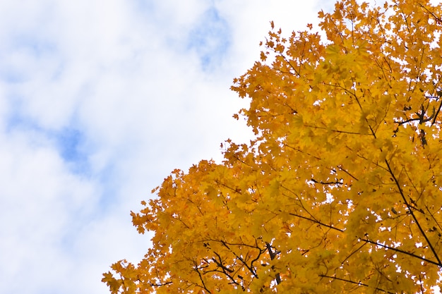 Fond d&#39;automne divisé par un ciel bleu nuageux et feuilles de l&#39;arbre jaune