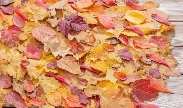 Fond d'automne avec des feuilles d'automne colorées