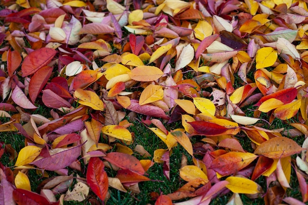 Fond d'automne de feuilles d'automne lumineuses qui sont tombées au sol une vue de dessus de rouge jaune ou...