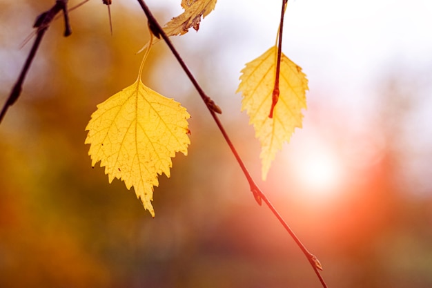 Fond d'automne avec des feuilles de bouleau colorées sur un arrière-plan flou