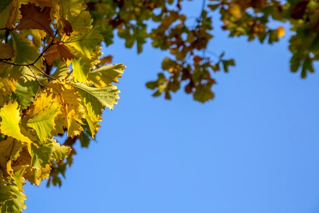 Fond d'automne avec des feuilles de chêne colorées et un ciel bleu