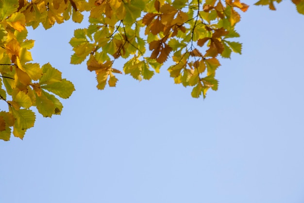 Fond d'automne. Feuilles de chêne jaune sur fond de ciel bleu avec espace de copie.