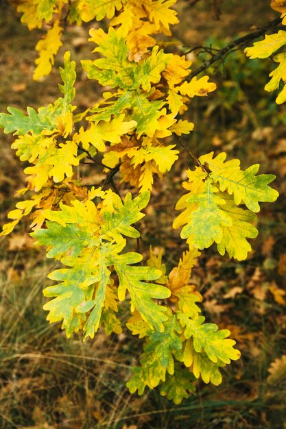 Photo fond d'automne de feuilles de chêne jaune