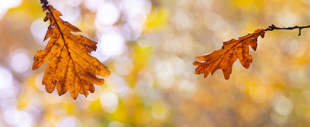 Fond d'automne avec des feuilles de chêne sèches sur un arrière-plan flou