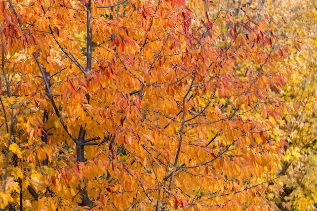 Fond d'automne avec des feuilles colorées sur l'arbre