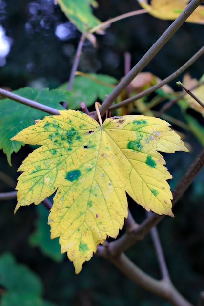 Fond d&#39;automne avec des feuilles colorées.