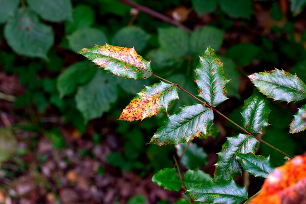 Fond d&#39;automne avec des feuilles colorées.