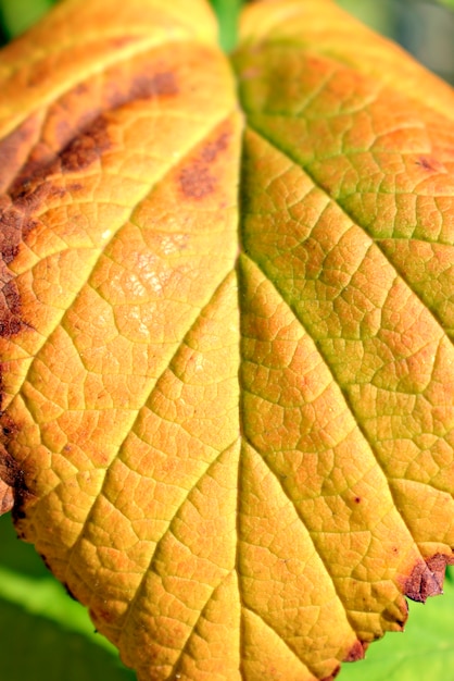 Photo fond d'automne avec des feuilles colorées.